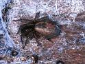 Amaurobius_fenestralis_F1739_Z_81_Les Gris_Frankrijk